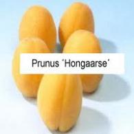 Prunus arm. 'Hongaarse'