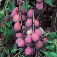 Prunus d. 'Jubileum'