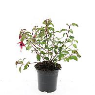 Fuchsia 'Mrs Popple'