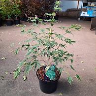 Acer pal. 'Dissectum'