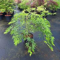 Acer pal. 'Dissectum'