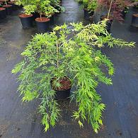 Acer pal. 'Dissectum'