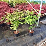 Acer pal. 'Osakazuki'