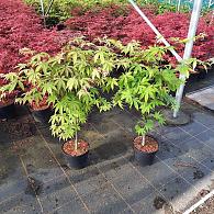 Acer pal. 'Osakazuki'