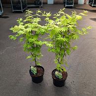 Acer shirasawanum 'Jordan'