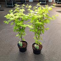 Acer shirasawanum 'Jordan'