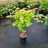 Acer shirasawanum 'Jordan'