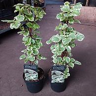 Hydrangea an. petiolaris 'Silver Lining'