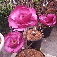 Magnolia Black Tulip