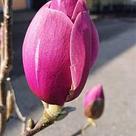 Magnolia Black Tulip
