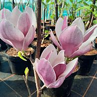Magnolia soul. 'Satisfaction'