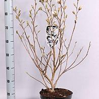 Magnolia stellata