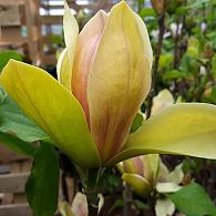 Magnolia 'Sunsation'