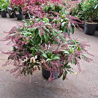 Pieris jap. 'Katsura'