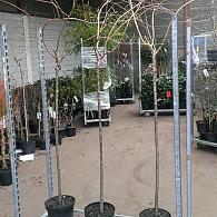 Prunus 'Kiku-shidare-zakura'