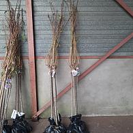 Prunus ser. 'Kanzan'