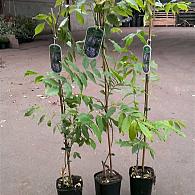 Wisteria sinensis 'Prolific'