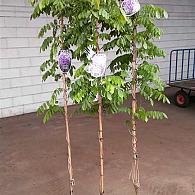 Wisteria sinensis 'Prolific'