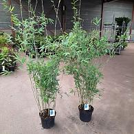 Fargesia nitida 'Black Pearl'