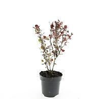 Berberis thunb. 'Atropurpurea'