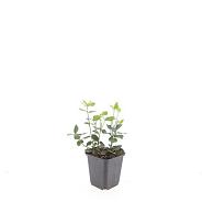 Euonymus fort. 'Coloratus'