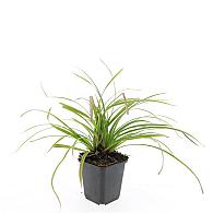 Carex morrowii 'Ice Dance'