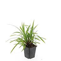 Carex morrowii 'Irish Green'