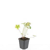 Geranium 'Johnson's Blue'