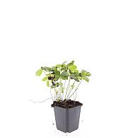 Geranium nodosum