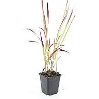 Imperata cylindrica 'Red Baron'