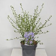 Ceanothus 'Concha'