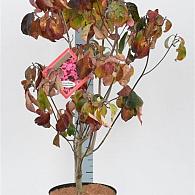 Cornus fl. 'Cherokee Chief'