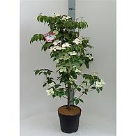 Cornus k. 'Wieting's Select'