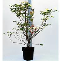 Cornus Stardust