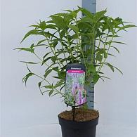 Elsholtzia stauntonii
