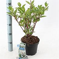 Hydrangea pan. Early Harry