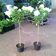 Hydrangea pan. 'Phantom'
