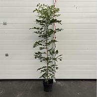 Koelreuteria paniculata