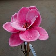 Magnolia Watermelon