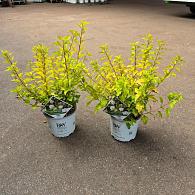 Physocarpus opulif. Tiny Wine Gold