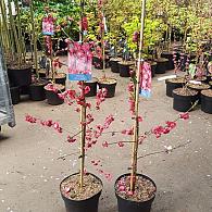 Prunus p. 'Melred'