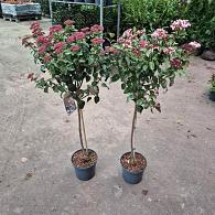 Viburnum tin. Lisarose