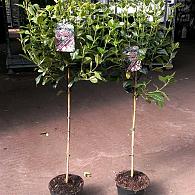 Viburnum tin. Lisarose