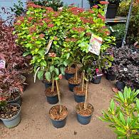 Viburnum tin. Lisarose