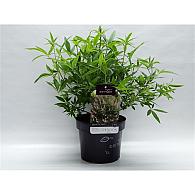 Vitex agnus-castus Galactic Pink