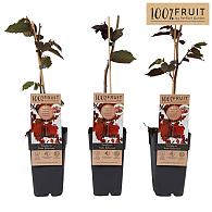 Corylus 'Rode Zellernoot'