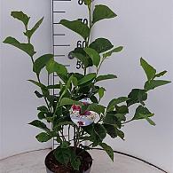Magnolia 'Genie'