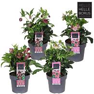 Helleborus orientalis