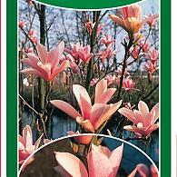 Magnolia 'Heaven Scent'