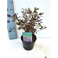 Pittosporum ten. 'Tom Thumb'